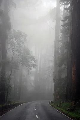 Туманный лес / Ганиман Денис