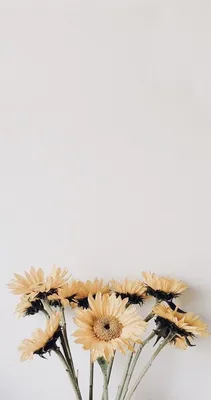 Tumblr | Цветы космеи, Красивые цветы, Цветы