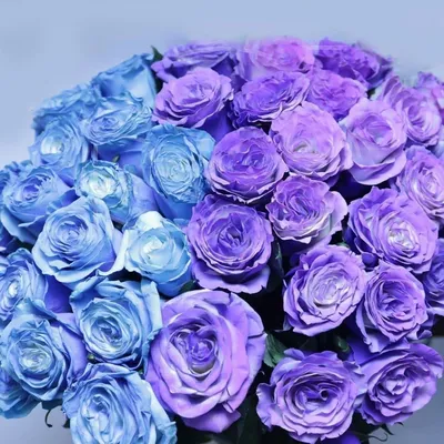1️⃣ 51 роза 80 см – купить в Алматы | Голландские, местные