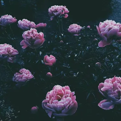 Bouquet of roses. Букет роз. PNG. в 2023 г | Акварельные цветы,  Художественная роспись, Акварельное искусство