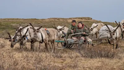 Спать вы будете на шкуре» Морозы, тундра и советский миф: как россиянка  придумала комикс про жизнь на Крайнем Севере: Люди: 69-я параллель: 