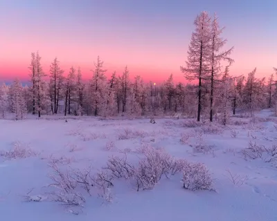 Как одеваются оленеводы зимой так, что не мёрзнут даже в -50 °С, и как они  живут посреди тундры | Путешествия с фотокамерой | Дзен