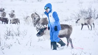 Север, тундра, зима, снег, сугробы, …» — создано в Шедевруме