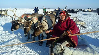 Из тундры – в Петербург. Город помогает сохранить культуру народов Севера |  ОБЩЕСТВО | АиФ Санкт-Петербург