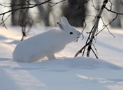 На Новый год - о зайце...