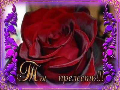 В моей жизни ты самая главная !!! | Purple tulips, Tulips arrangement,  Purple flowers