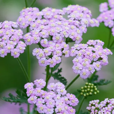 Тысячелистник обыкновенный (Achillea millefolium L.)