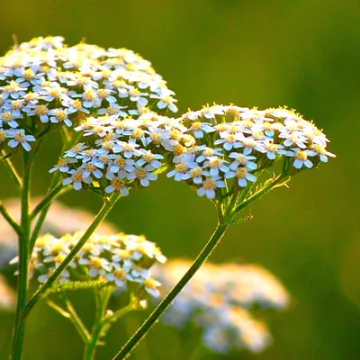 Тысячелистник птармика (Achillea ptarmica)