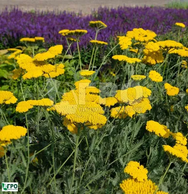 Тысячелистник 'The Pearl' (Achillea ptarmica 'The Pearl')