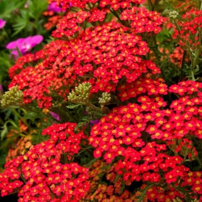 Тысячелистник обыкновенный (L. Achillea millefolium) | Flickr