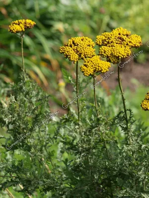 Тысячелистник MIX (Achillea) конт. c1 | Строим Сад