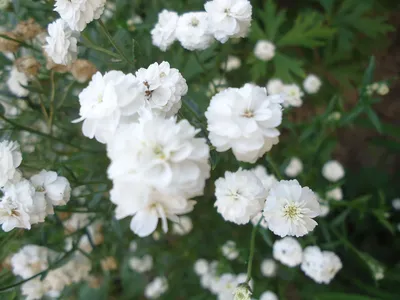 Тысячелистник обыкновенный Achillea millefolium - купить многолетники с  доставкой по Украине в магазине Добродар