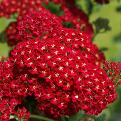 Тысячелистник 'Сerise queen' (Achillea mil. 'Cerise Queen')