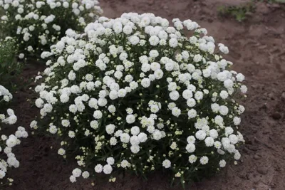 Тысячелистник птармика (Achillea ptarmica) | 