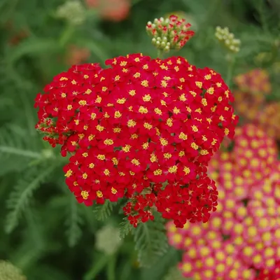 Тысячелистник обыкновенный Paprika - Тысячелистник - GardenPlants