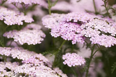 Тысячелистник обыкновенный New Vintage Violet Achillea millefolium - купить  сорт в питомнике, саженцы в Санкт-Петербурге