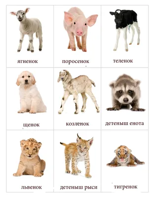 Учим животных Сборник Монтессори Угадай Домики Как говорят Животные  Развивающие мультики для детей - YouTube