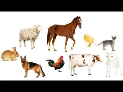 Учим Животных по Системе Монтессори🐓🐎Развивающие Мультики для Детей -  YouTube | Животные, Для детей, Приёмы для очистки