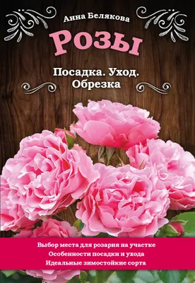 Киньте 5 семечек в грунт сейчас: в марте все голову свернут на ваши окна —  вырастет удивительная красота