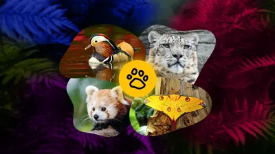Мемо Удивительные животные | Купить настольную игру в магазинах Мосигра