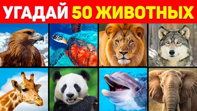 App Store: Угадай Животных по Картинке