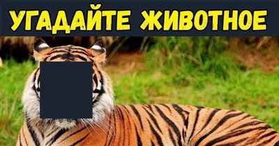 Угадай животное - играть онлайн бесплатно на сервисе Яндекс Игры