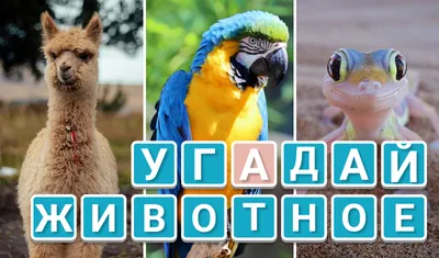 Развивающая игра «Угадай животное» – распечатать PDF