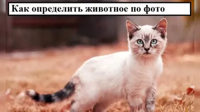 Игра Угадай животное с ответами: играть онлайн на русском