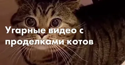 Угарные видео с проделками котов