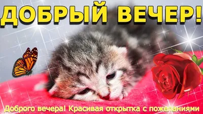 Открытки добрый вечер и хорошего вечера картинки ТОП 50