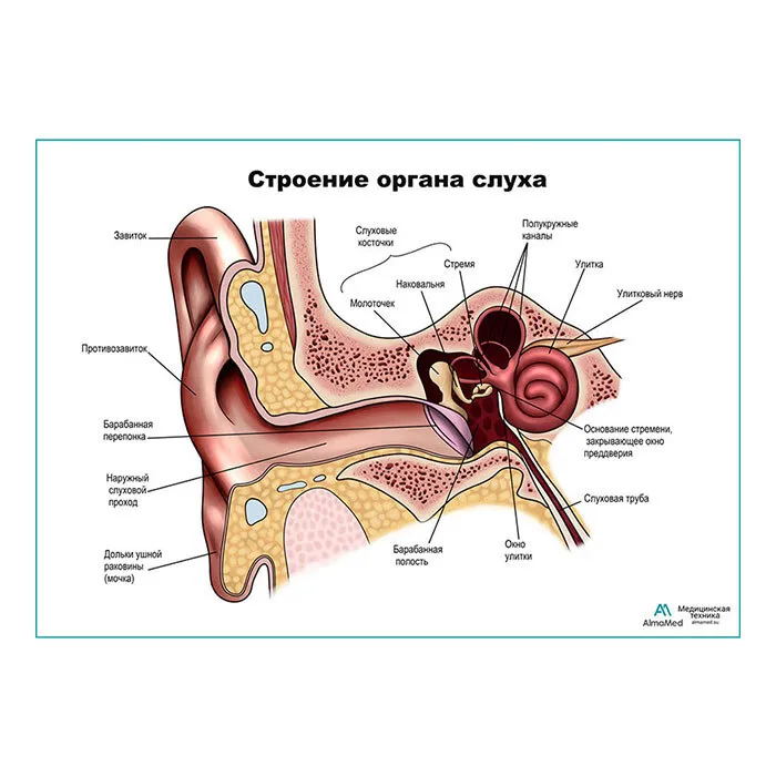 Тело человека ухо