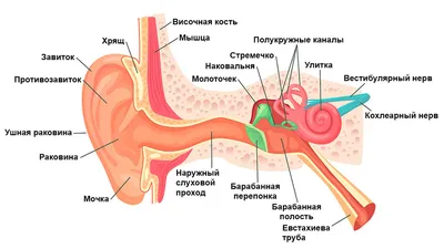 Строение органа слуха, ухо (анатомия человека) плакат глянцевый А1+,  плотная фотобумага от 200г/м2 - купить с доставкой по выгодным ценам в  интернет-магазине OZON (262657696)