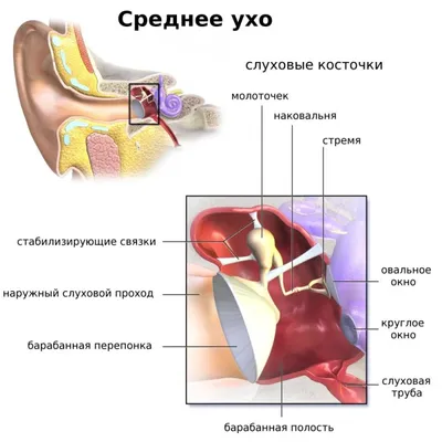 Орган слуха и равновесия, подготовка к ЕГЭ по биологии