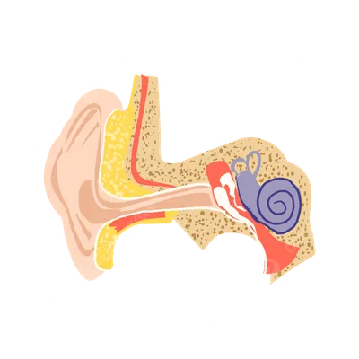 Строение органа слуха человека