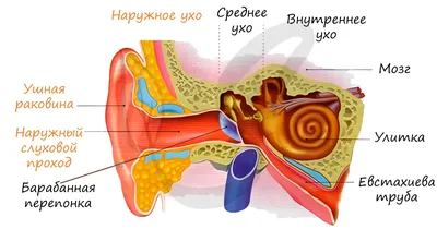 3 марта - Международный день охраны здоровья уха и слуха - ГБУЗ ЯНАО