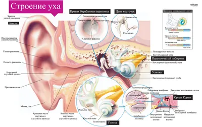 Заложенность уха - причины появления, при каких заболеваниях возникает,  диагностика и способы лечения