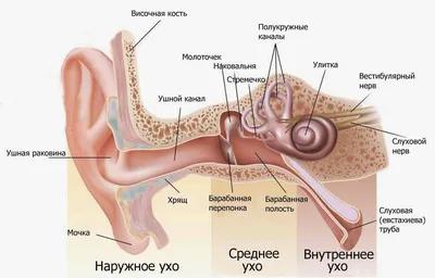 Плакат медицинский Ухо человека купить по низкой цене в интернет-магазине  МедикоСнаб