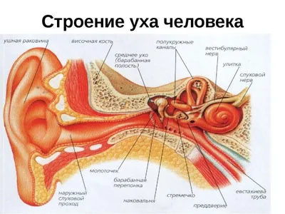 Ухо: строение, функции