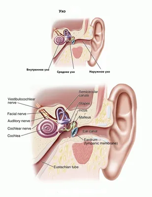 Анатомия уха PNG , ухо, структура, Анатомический рисунок PNG картинки и пнг  PSD рисунок для бесплатной загрузки