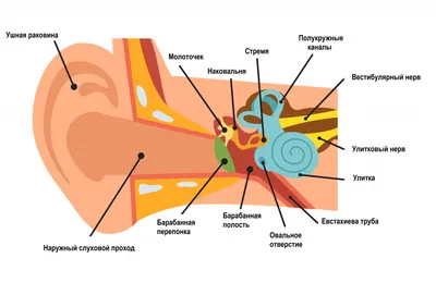  Анатомия уха внутренний лабиринт модель слуховой системы человека  модель ENT модель человека | AliExpress