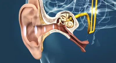 Ухо, слуховой процесс - 3D-сцены - Цифровое образование и обучение Мozaik