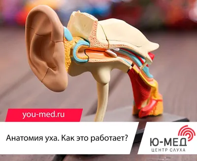 Модель уха, 3-кратное увеличение, 4 части - 3B Smart Anatomy - 1000250 -  E10 - Модели уха, горла, носа - 3B Scientific