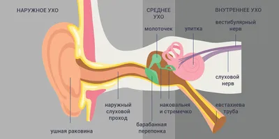 Анатомия уха. Как это работает? - Ю-МЕД