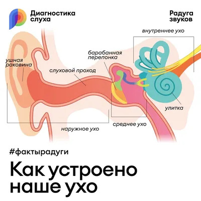 Макет "Ухо человека" 27*18см (5076796) - Купить по цене от 2  руб. |  Интернет магазин 