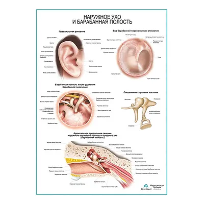 Эмбриология формирования наружного уха человека
