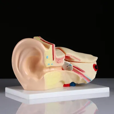 Плохо слышит ухо — причины проблемы: почему плохо слышит ухо, способы  лечения
