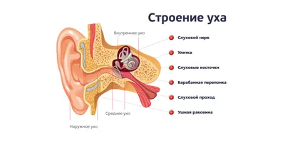 Серебряный пусет в одно ухо с фианитом (арт. 3149.1) цена - 222 грн, фото -  купить в интернет-магазине Золотая королева