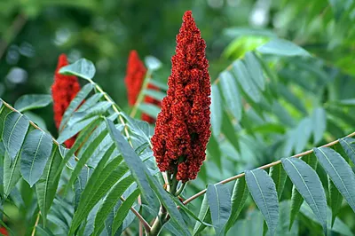 Сумах оленерогий 'Laciniata', Уксусное дерево, купить в Ростове, Rhus  typhina 'Laciniata', заказать почтой, доставка, Деревья лиственные в  контейнерах Купить растения в Ростове-на-Дону, Интернет-магазин, питомник  растений, хвойные и лиственные, уличные ...