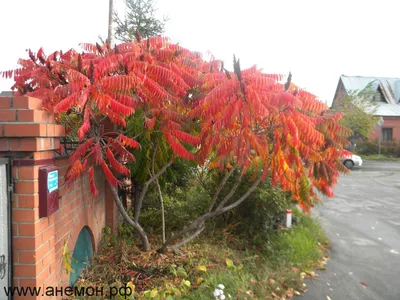 Сума́х оленерогий, Уксусное дерево семена (Rhus typhina) - Цена: €