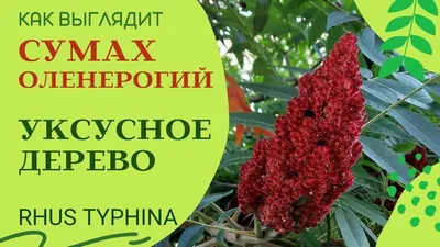 File:Сумах оленерогий (Сумах пушистый, Уксусное дерево) - Rhus typhina -  Staghorn sumac - Влакнест шмак - Essigbaum (23408707041).jpg - Wikipedia